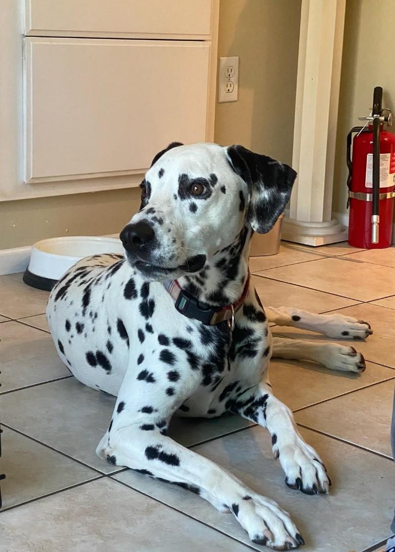 Marshall-ADOPTION PENDING, an adopted Dalmatian in San Diego, CA image 3/6