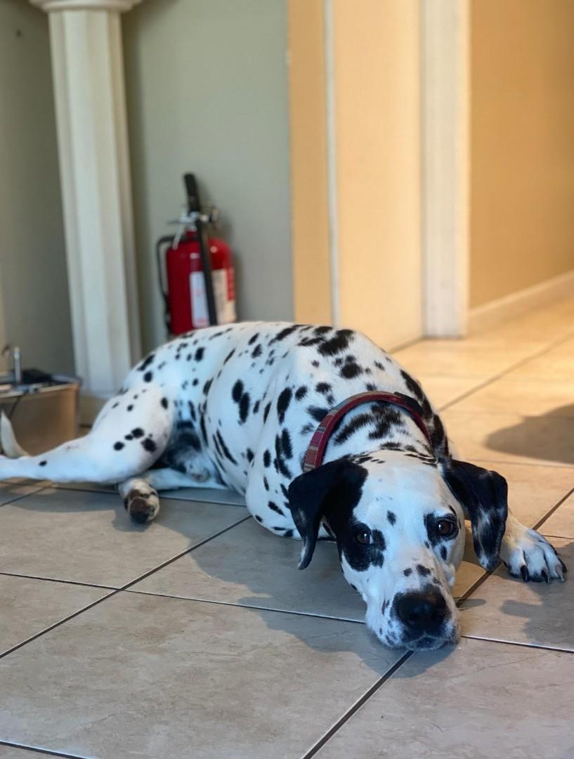 Marshall-ADOPTION PENDING, an adopted Dalmatian in San Diego, CA image 2/6