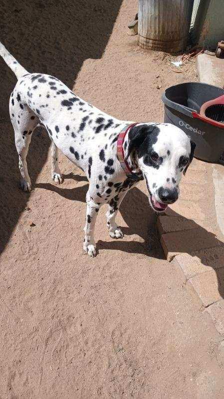 Marshall-ADOPTION PENDING, an adopted Dalmatian in San Diego, CA image 6/6
