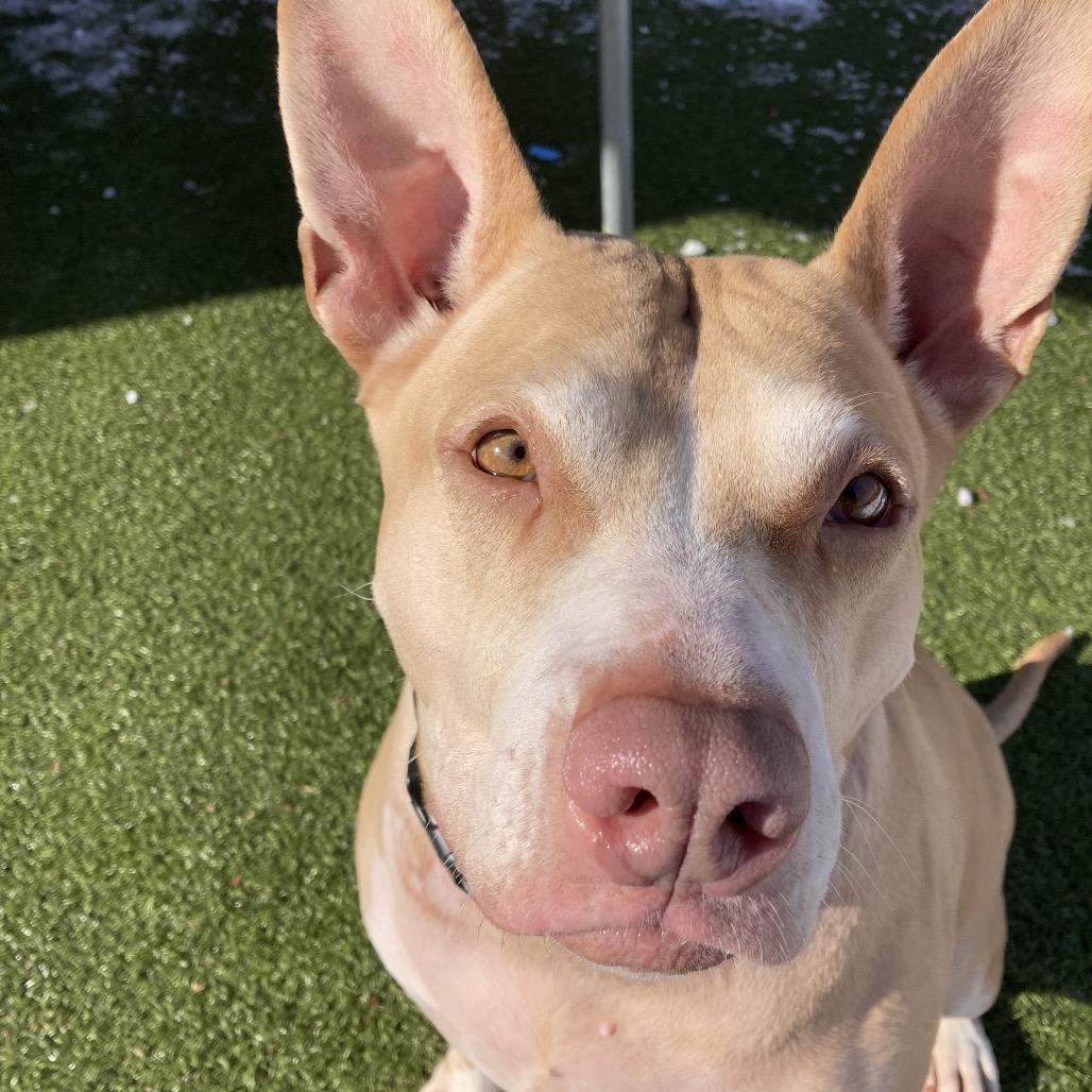 Enlarge Lady Bunny Ears, a Adoptable Mixed Breed in Providence, RI image 1/6