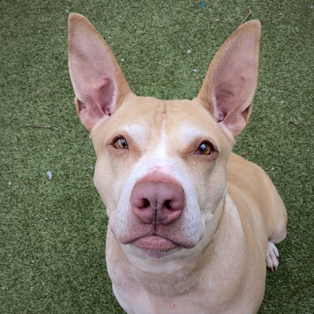 Enlarge Lady Bunny Ears, a Adoptable Mixed Breed in Providence, RI image 2/6