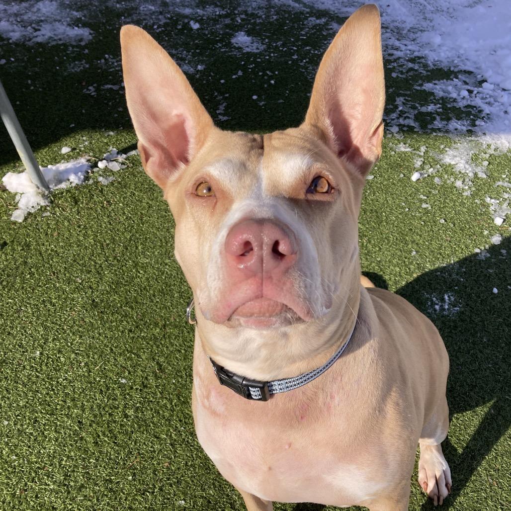 Enlarge Lady Bunny Ears, a Adoptable Mixed Breed in Providence, RI image 3/6