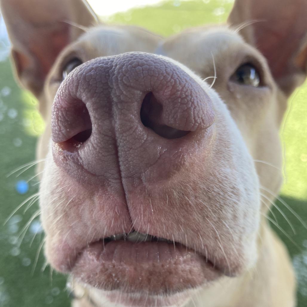 Enlarge Lady Bunny Ears, a Adoptable Mixed Breed in Providence, RI image 4/6