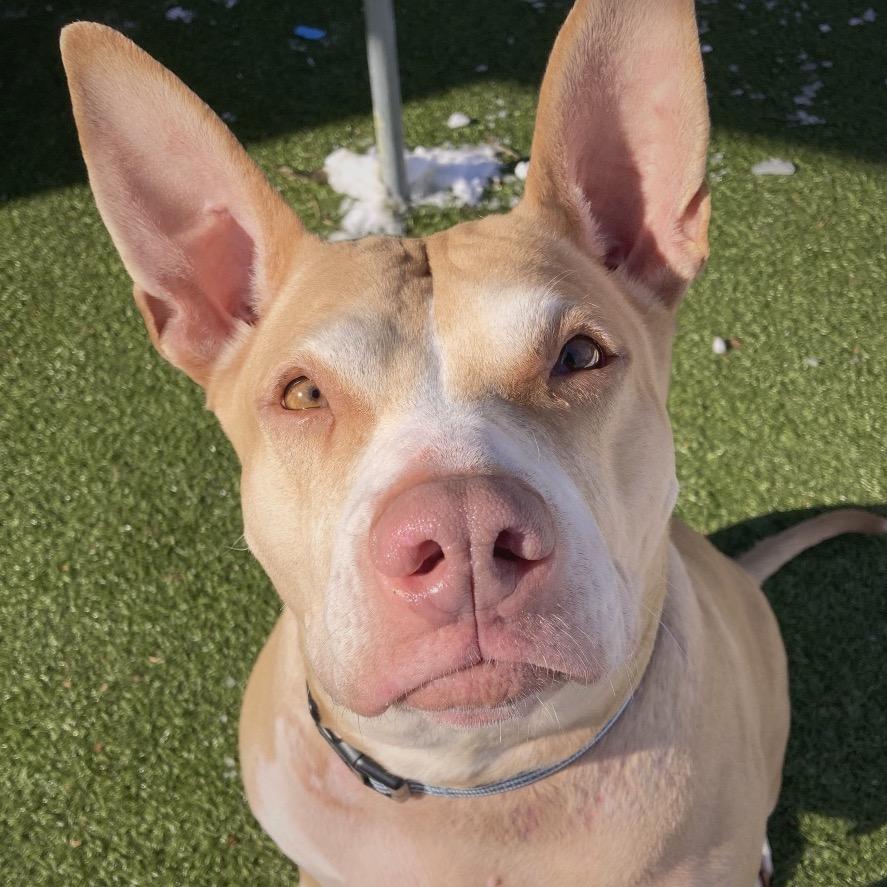 Enlarge Lady Bunny Ears, a Adoptable Mixed Breed in Providence, RI image 5/6