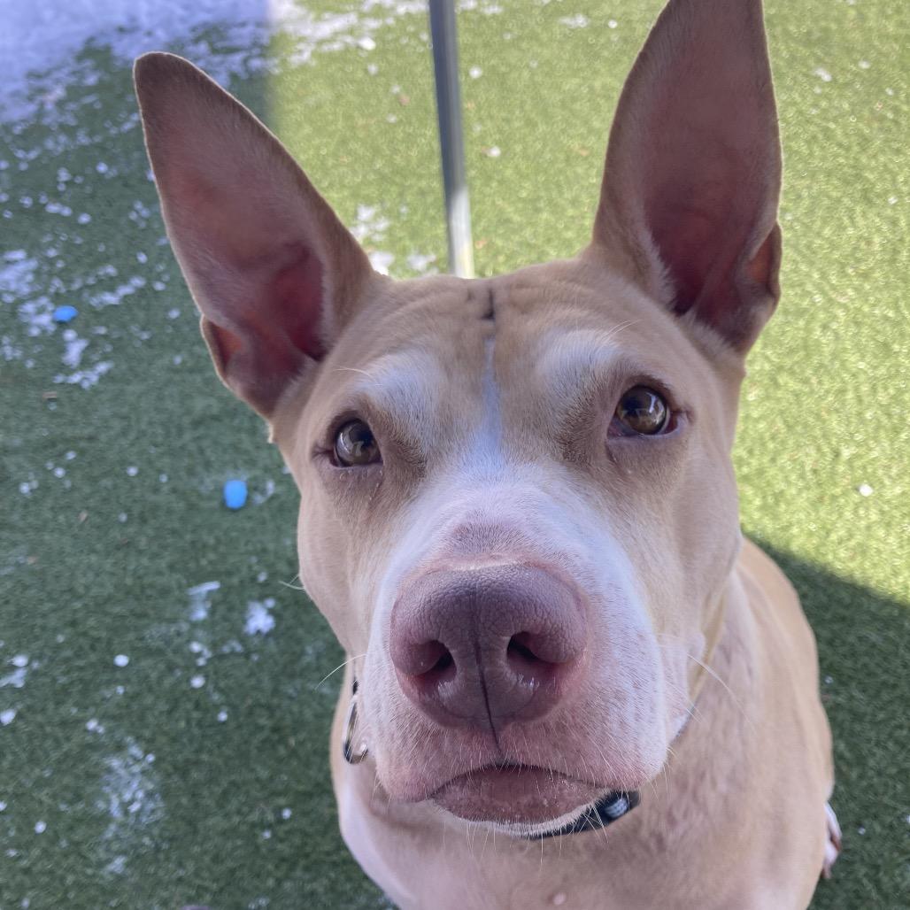 Enlarge Lady Bunny Ears, a Adoptable Mixed Breed in Providence, RI image 6/6