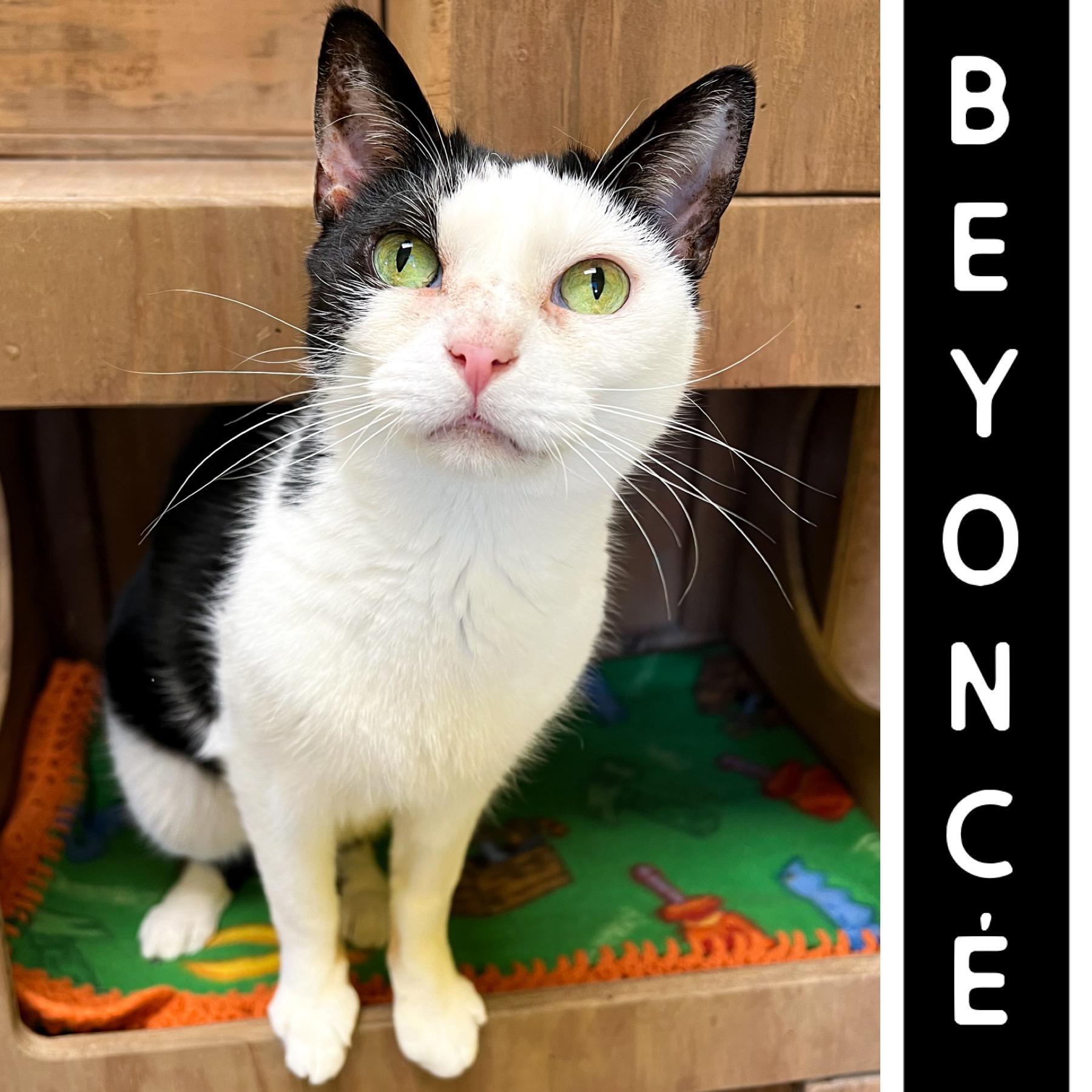 Beyonce, an adoptable Domestic Short Hair in Arlington Heights, IL, 60006 | Photo Image 1