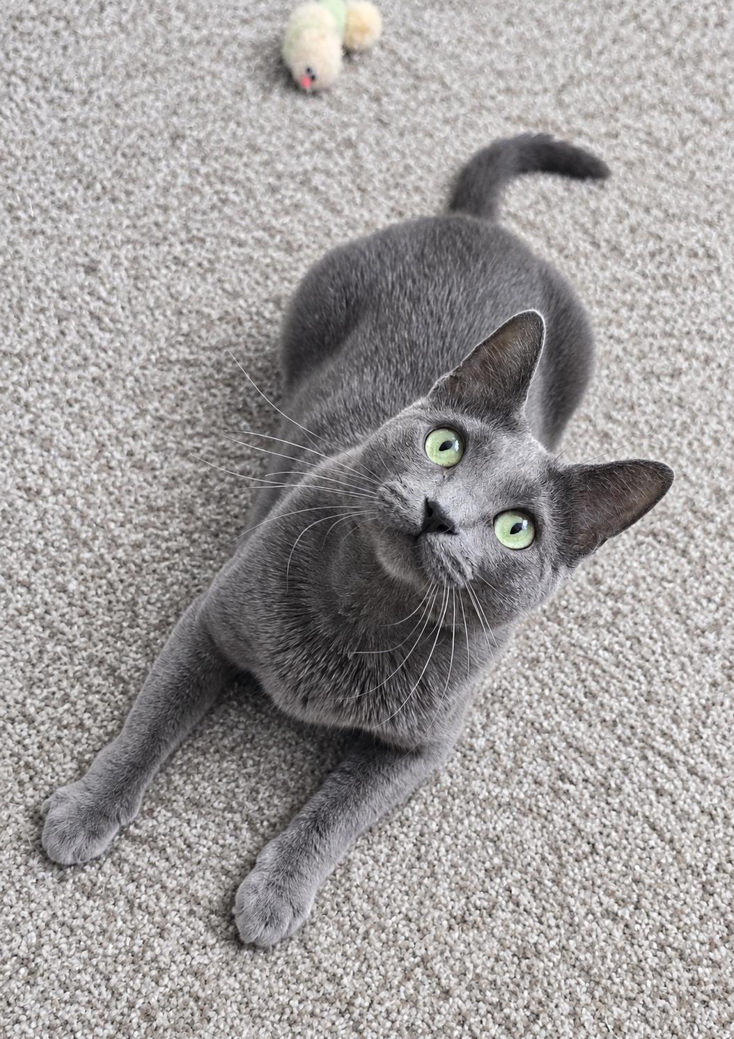 Enlarge NOVA, a Adoptable Domestic Short Hair in Chicago Ridge, IL image 2/4