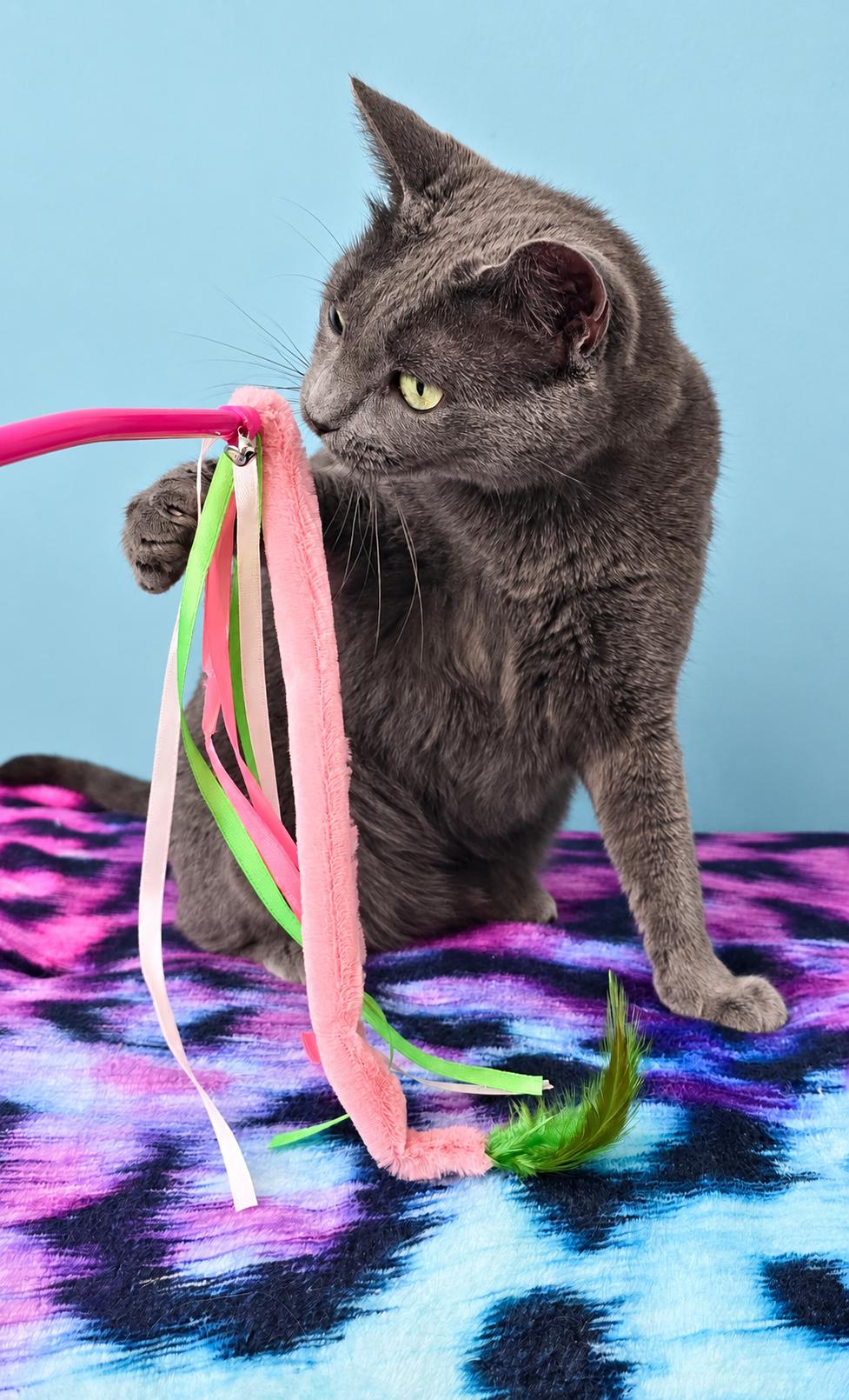 Enlarge NOVA, a Adoptable Domestic Short Hair in Chicago Ridge, IL image 4/4