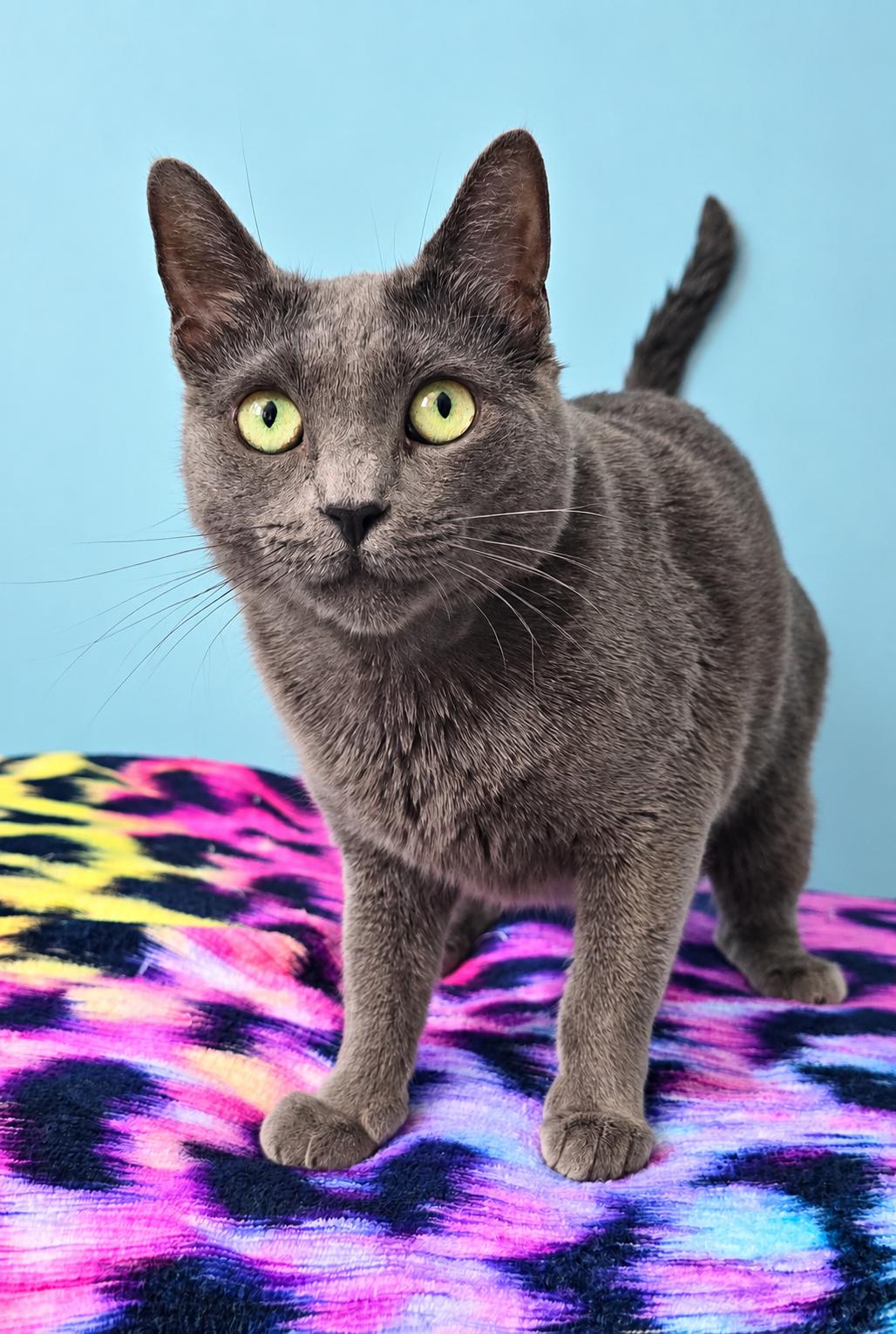 Enlarge NOVA, a Adoptable Domestic Short Hair in Chicago Ridge, IL image 3/4
