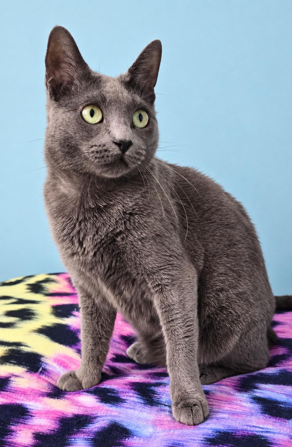 NOVA, Adoptable, Adult Female Domestic Short Hair.