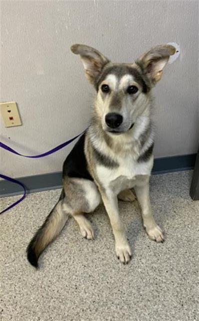 Enlarge MARTY, a Adoptable mixed breed in Visalia, CA image 1/1