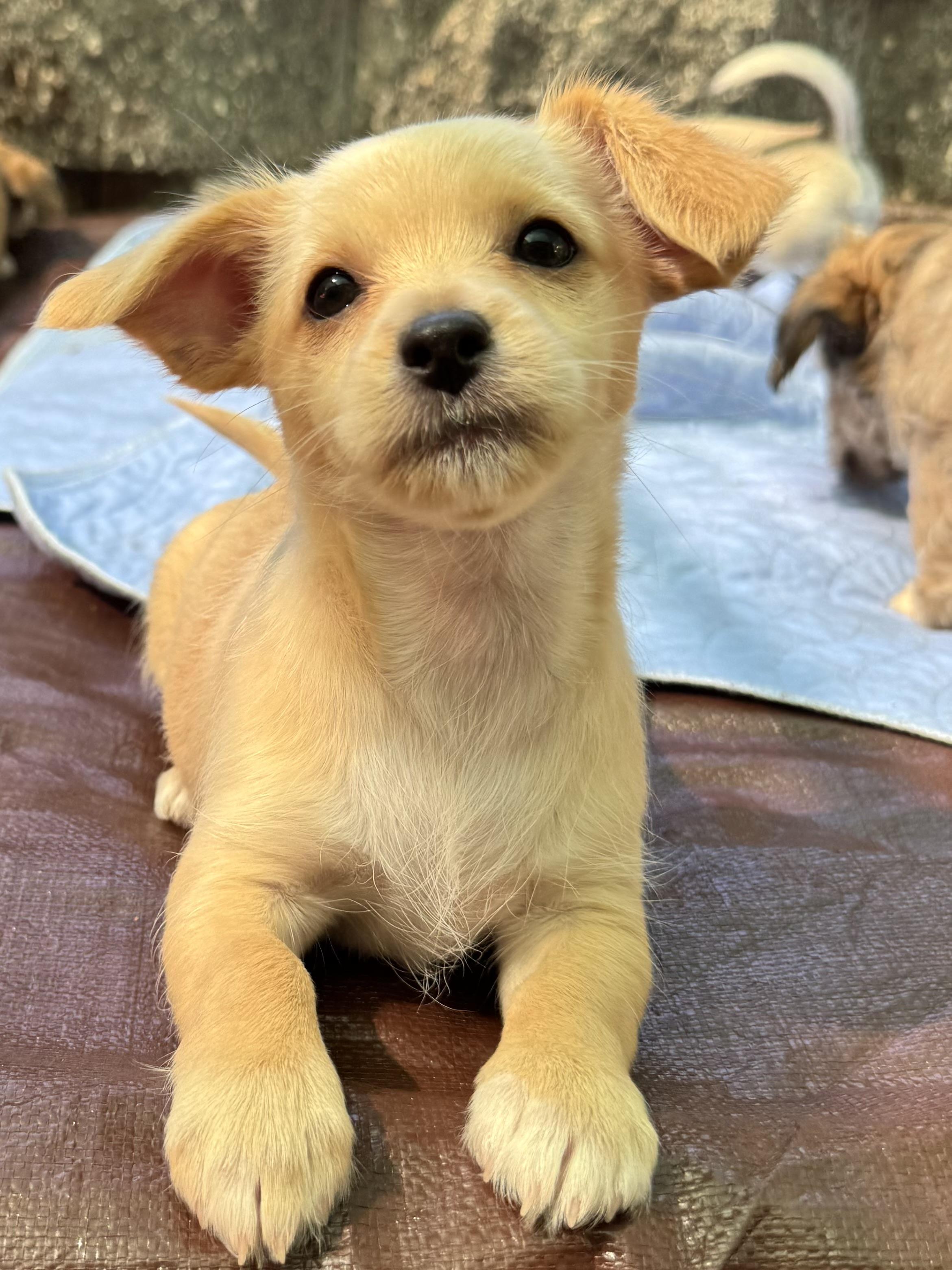 Enlarge 26Portia, a Adopted mixed breed in Shingle Springs, CA image 1/1