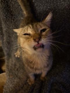 Enlarge Laurel, a Adoptable Tabby in Mesquite, TX image 1/4