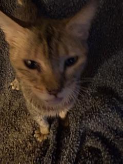 Enlarge Laurel, a Adoptable Tabby in Mesquite, TX image 2/4