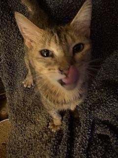 Enlarge Laurel, a Adoptable Tabby in Mesquite, TX image 3/4