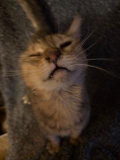 Enlarge Laurel, a Adoptable Tabby in Mesquite, TX image 4/4