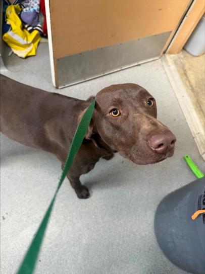 CHARLIE BROWN, Adoptable, Adult Male German Shorthaired Pointer & Labrador Retriever.