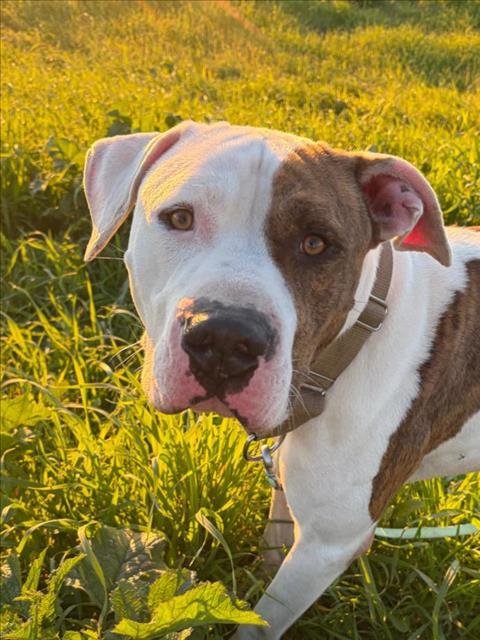 *GATSBY, Adoptable, Senior Male Pit Bull Terrier.