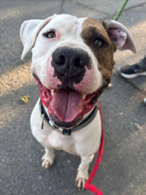 *GATSBY, Adoptable, Senior Male Pit Bull Terrier.