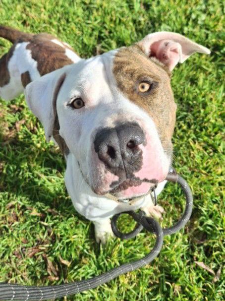 *GATSBY, Adoptable, Senior Male Pit Bull Terrier.