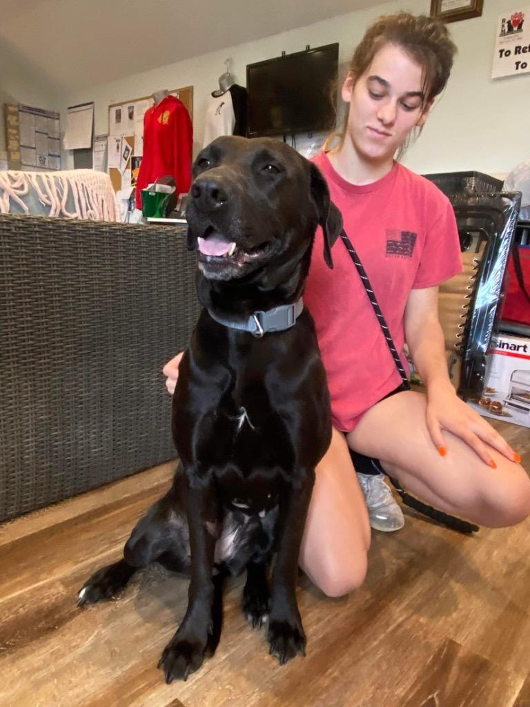 Bonnie, Adoptable, Adult Female Labrador Retriever.