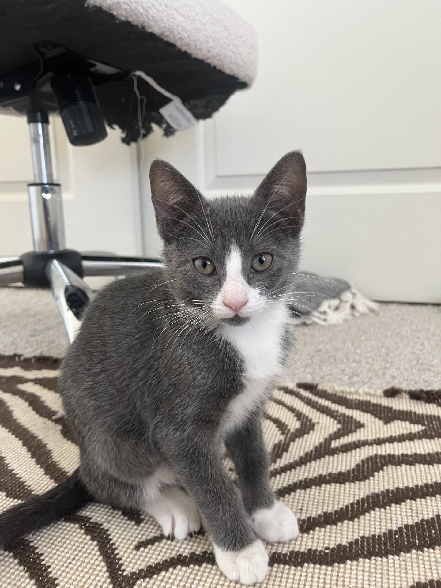 Flurry (with sibling)