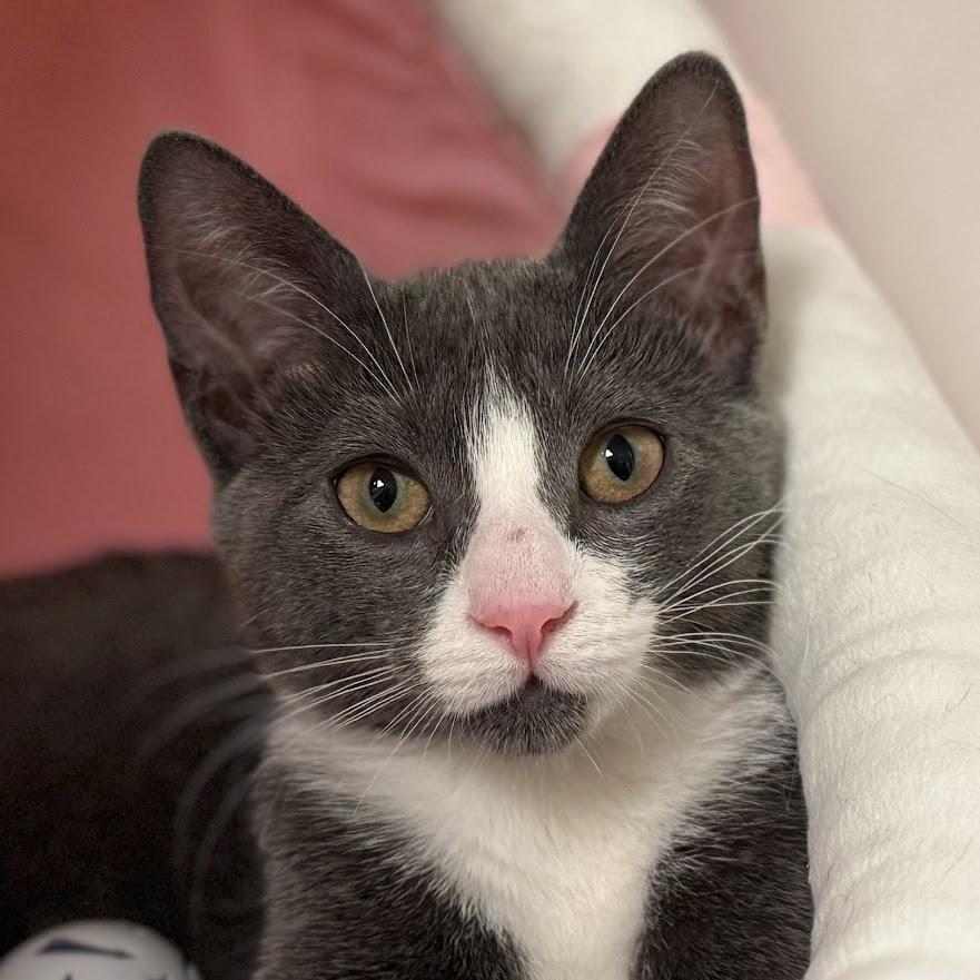 Flurry (with sibling), a Adoptable Domestic Short Hair in Norwalk, CT image 2/3