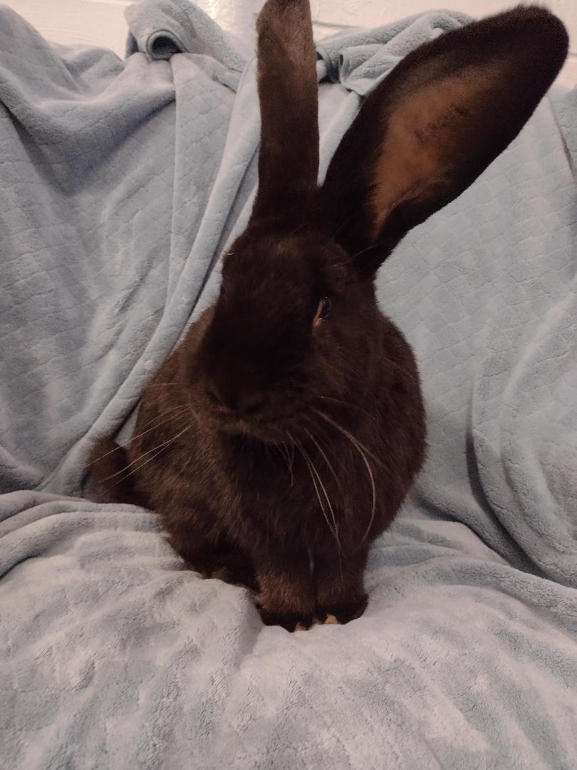 Enlarge Gavin, an adopted Flemish Giant in Plymouth, MI image 3/3