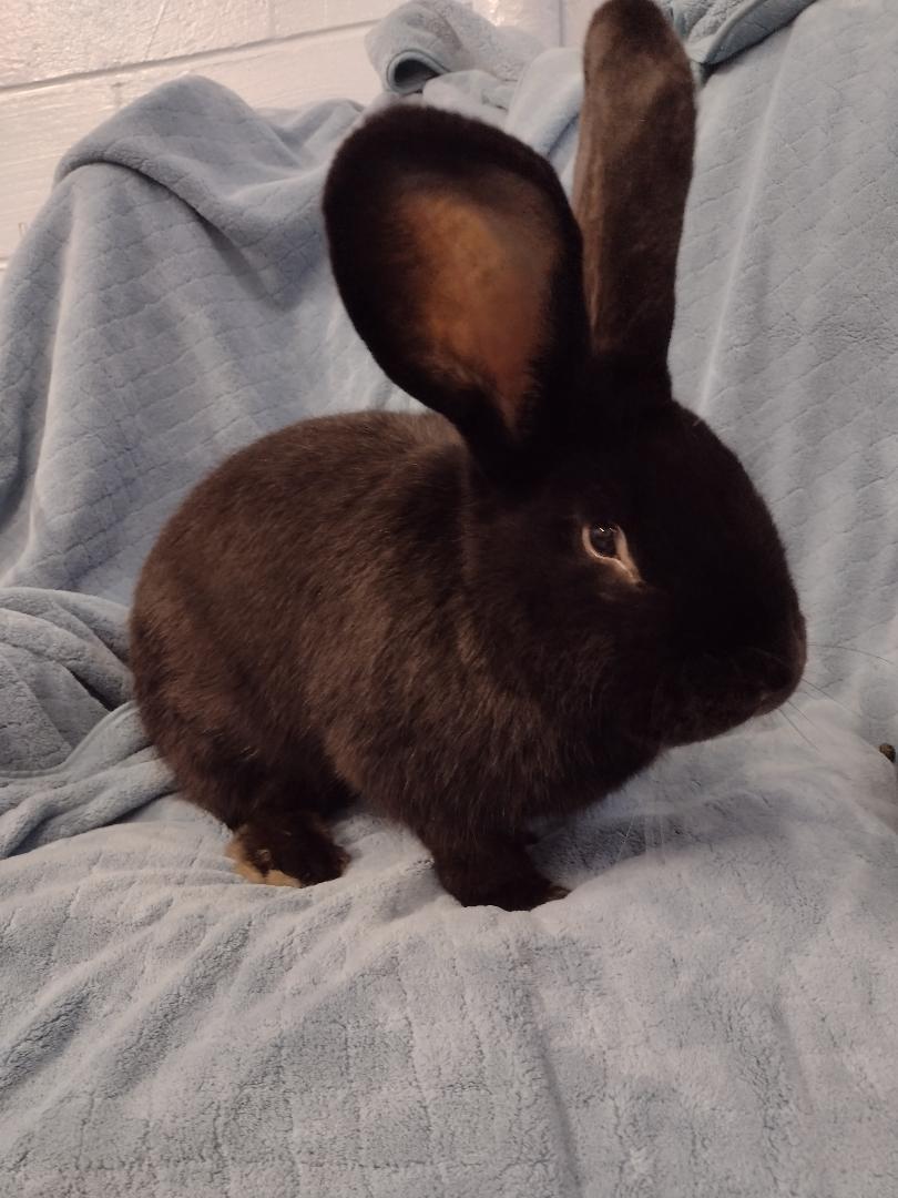 Gavin, adopted, Young Male Flemish Giant.