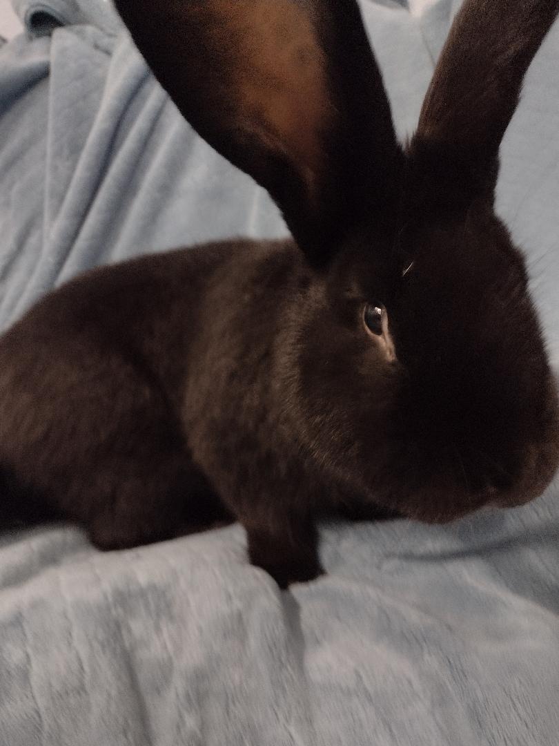 Enlarge Gavin, an adopted Flemish Giant in Plymouth, MI image 2/3