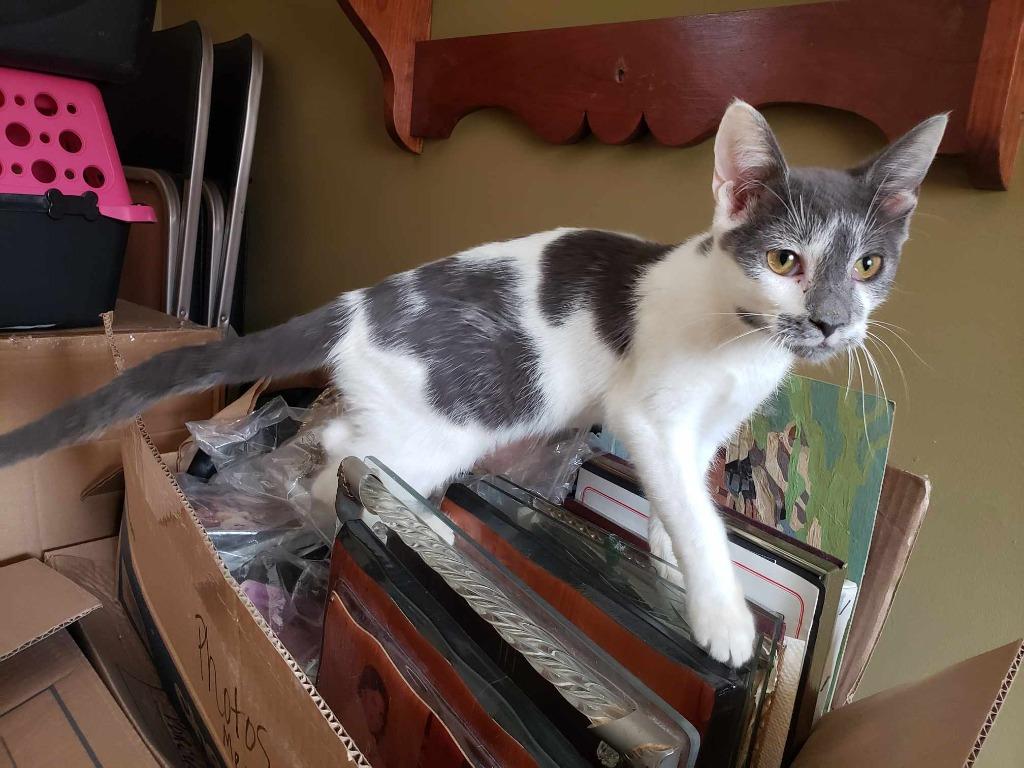 Cinder, Adoptable, Young Female Domestic Short Hair.