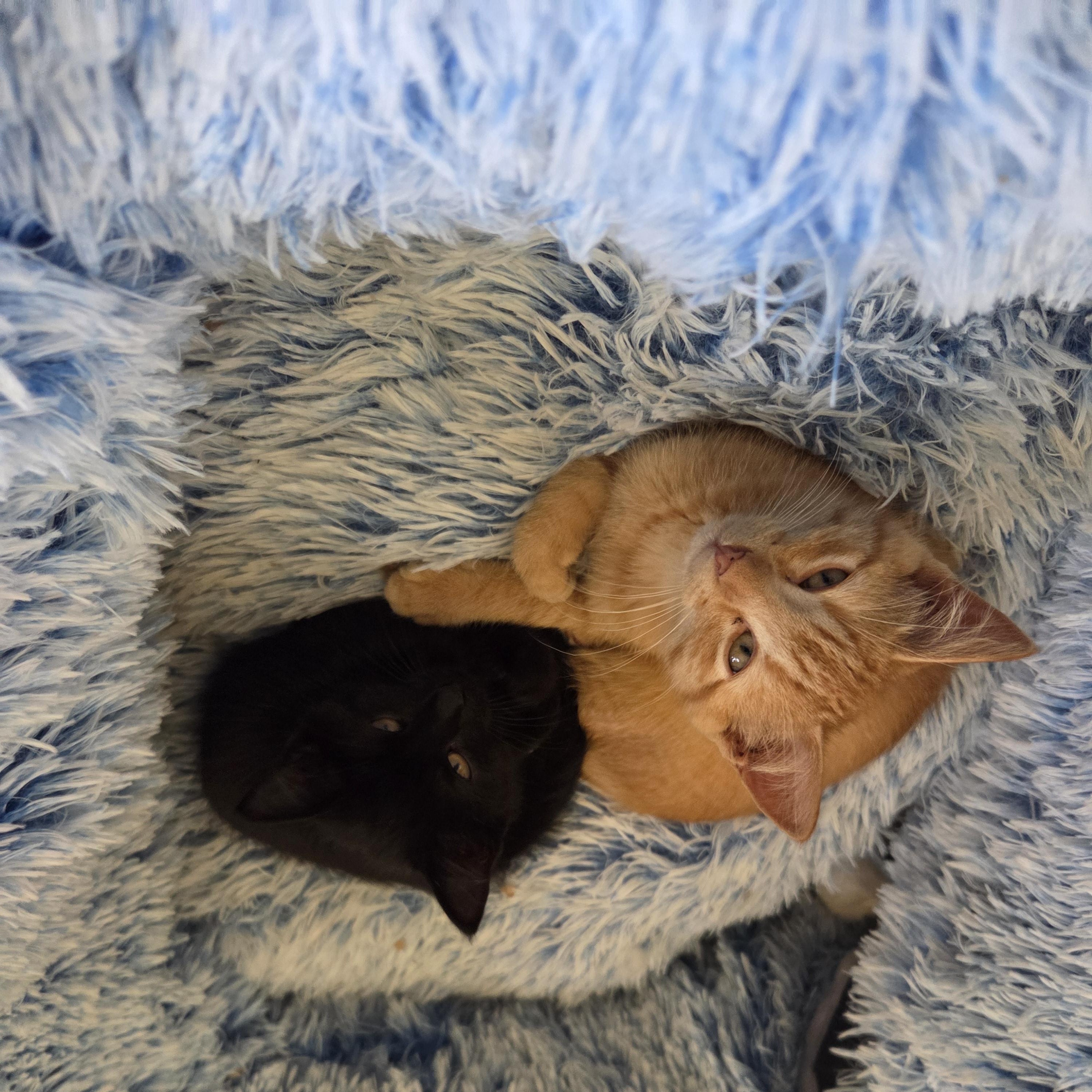Enlarge Nora, a Adoptable Domestic Short Hair in Minneapolis, MN image 2/3