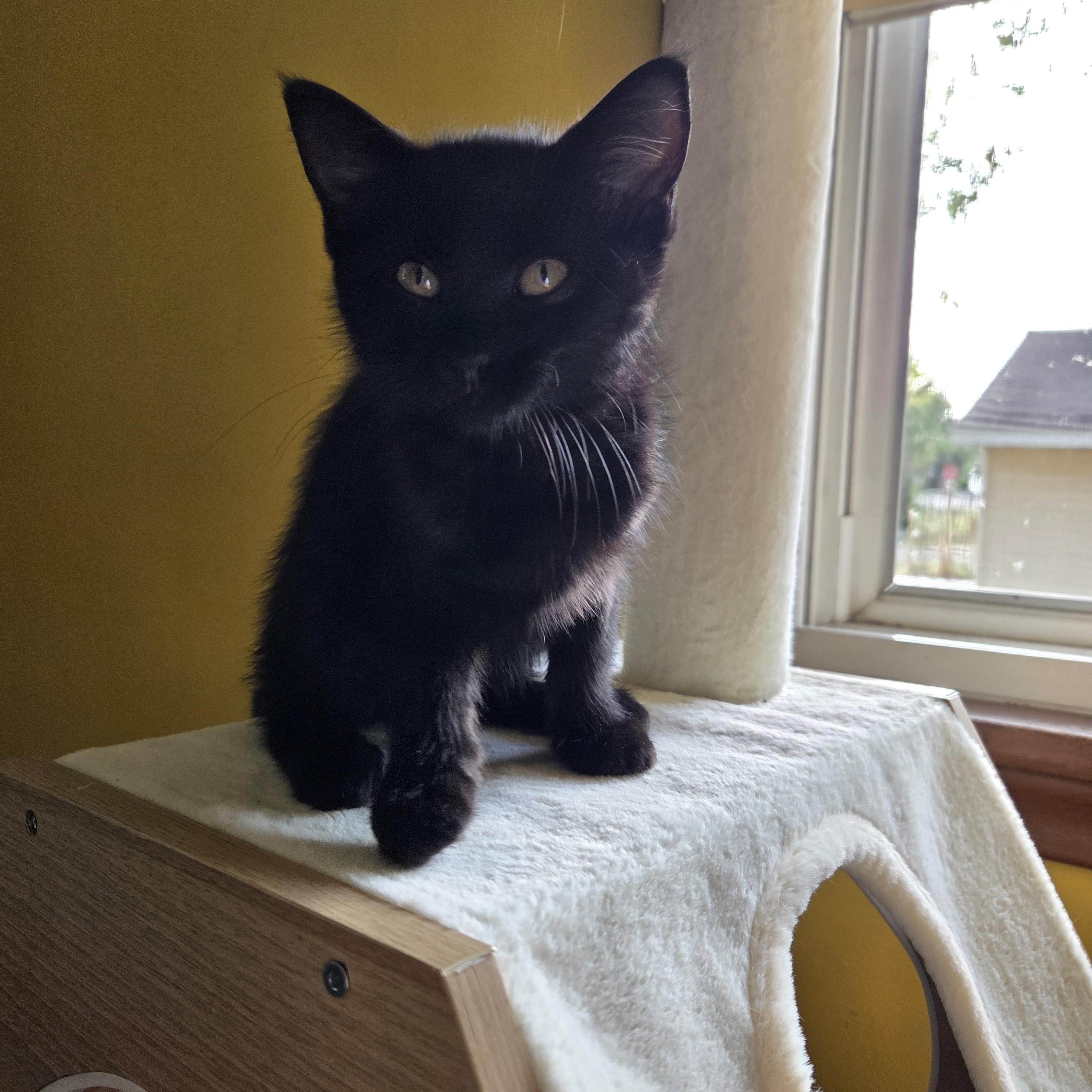 Enlarge Nora, a Adoptable Domestic Short Hair in Minneapolis, MN image 1/3