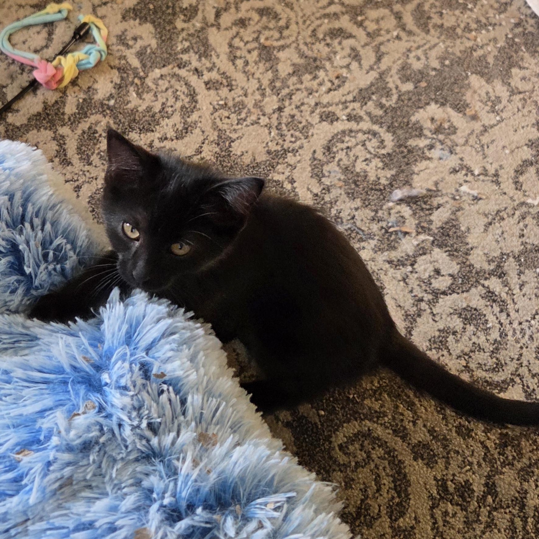 Enlarge Nora, a Adoptable Domestic Short Hair in Minneapolis, MN image 3/3