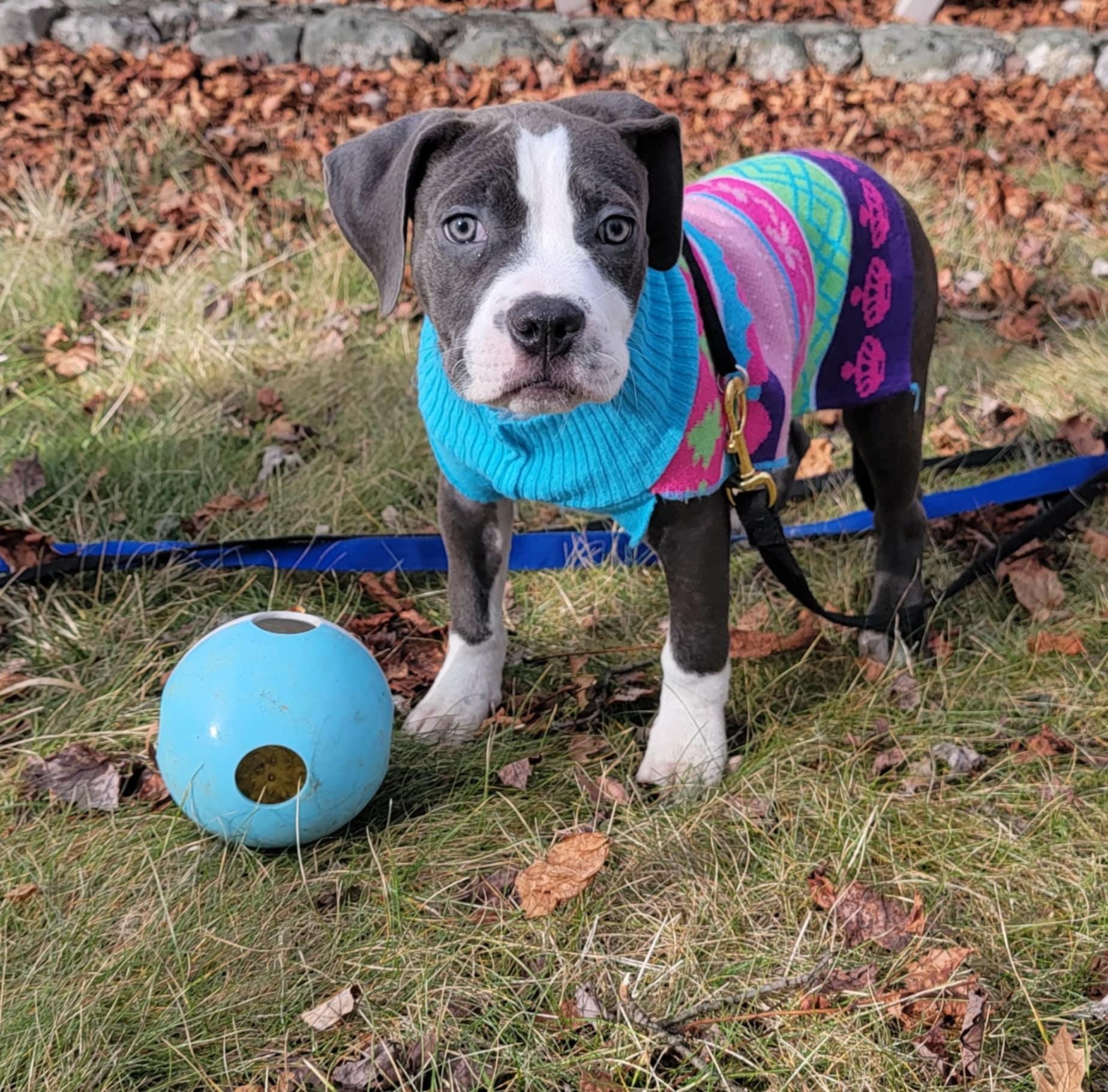 Zara, a Adopted mixed breed in Middletown, NY image 2/6