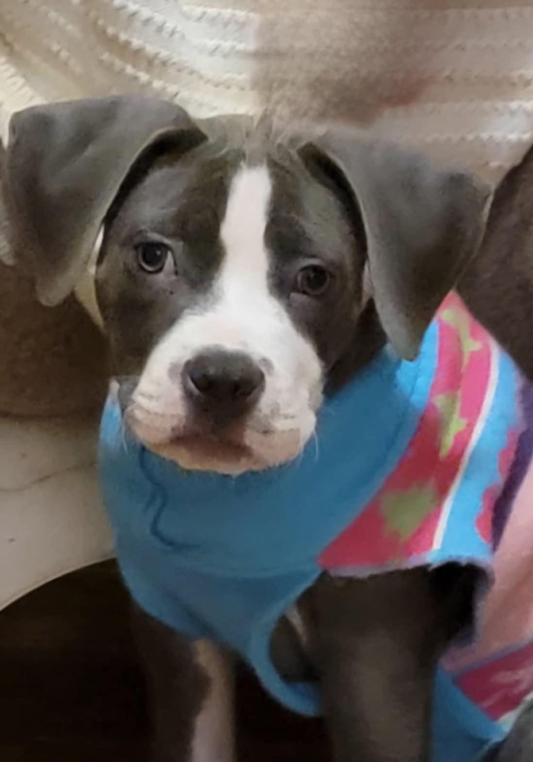 Zara, a Adopted mixed breed in Middletown, NY image 3/6