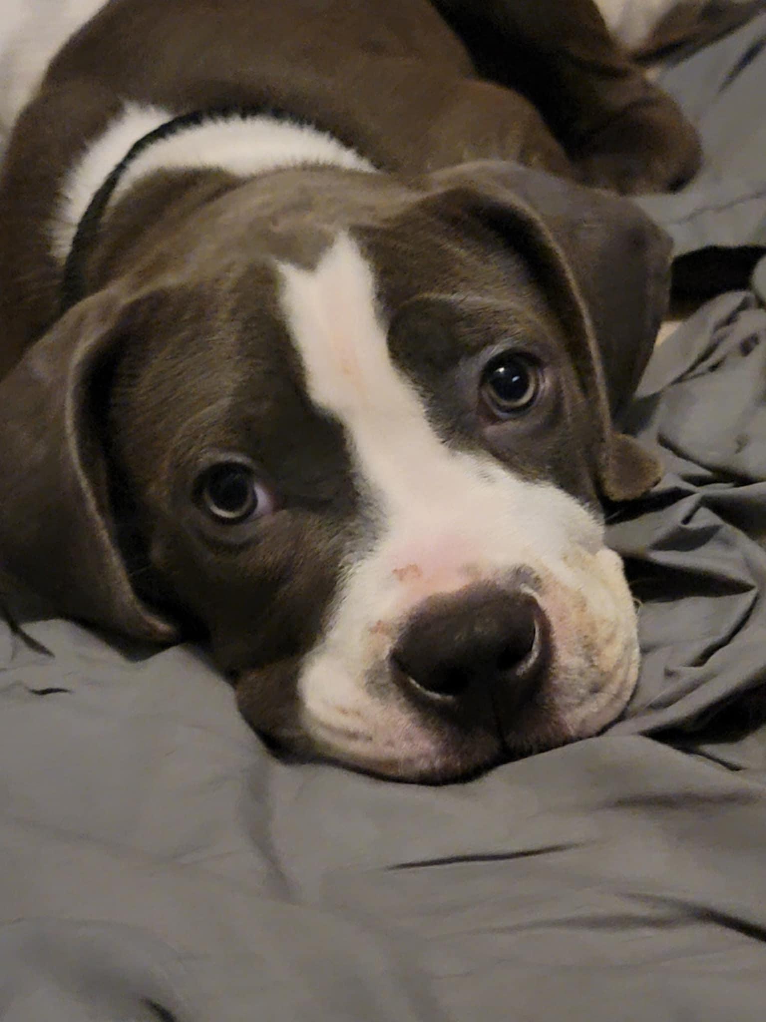 Zara, Adopted, Puppy Female Hound & American Staffordshire Terrier.