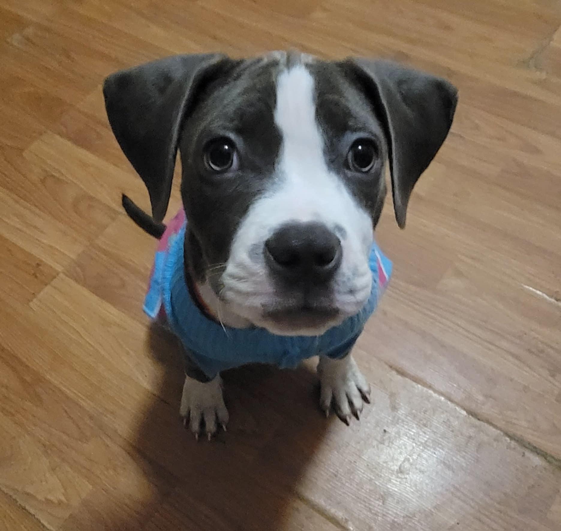 Zara, a Adopted mixed breed in Middletown, NY image 1/6