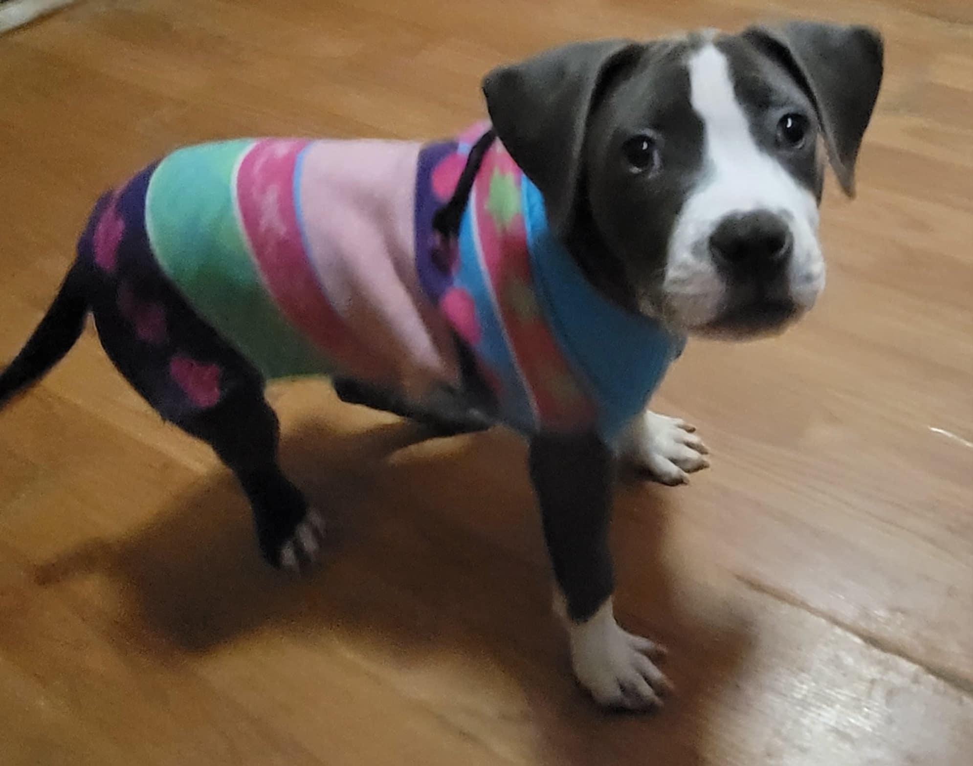 Zara, a Adopted mixed breed in Middletown, NY image 5/6