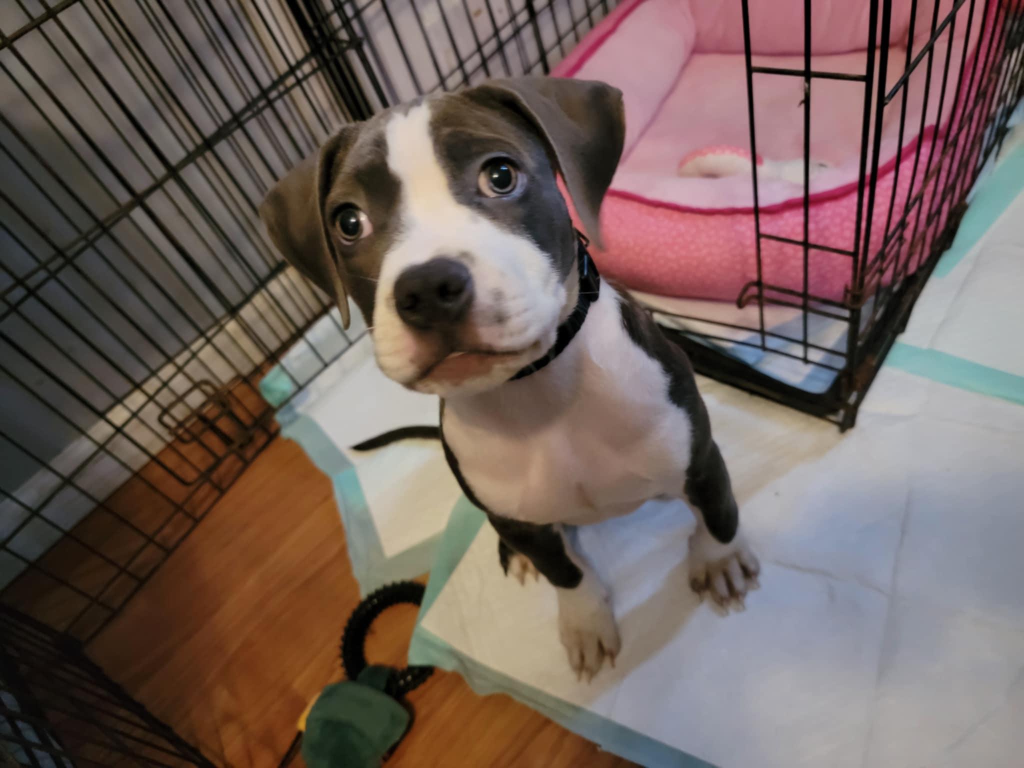 Zara, a Adopted mixed breed in Middletown, NY image 6/6