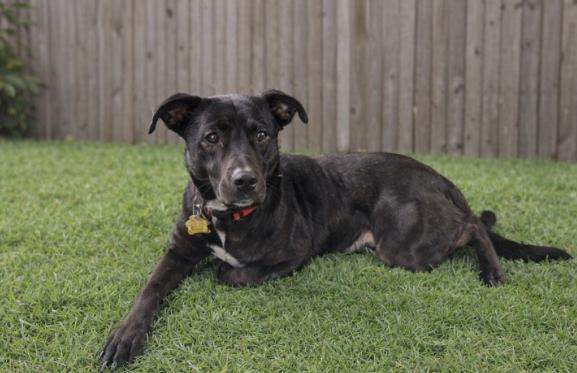 Enlarge Charlotte, a Adoptable mixed breed in Garner, NC image 2/3