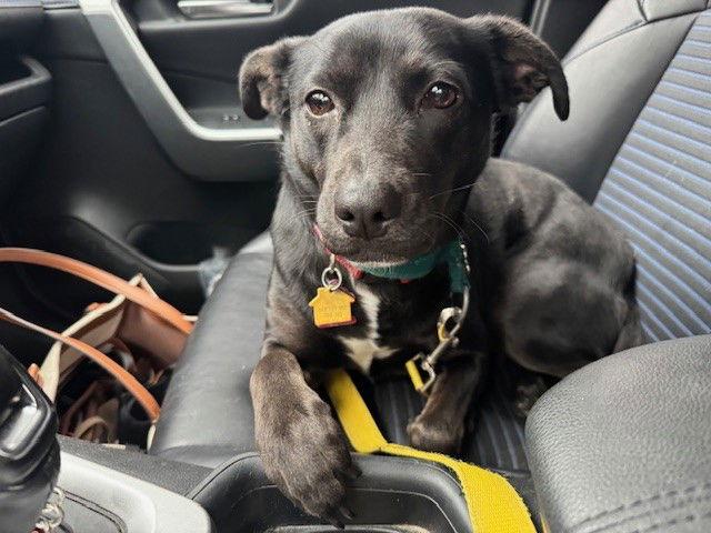 Enlarge Charlotte (Foster to Adopt), a Adoptable mixed breed in Garner, NC image 3/3