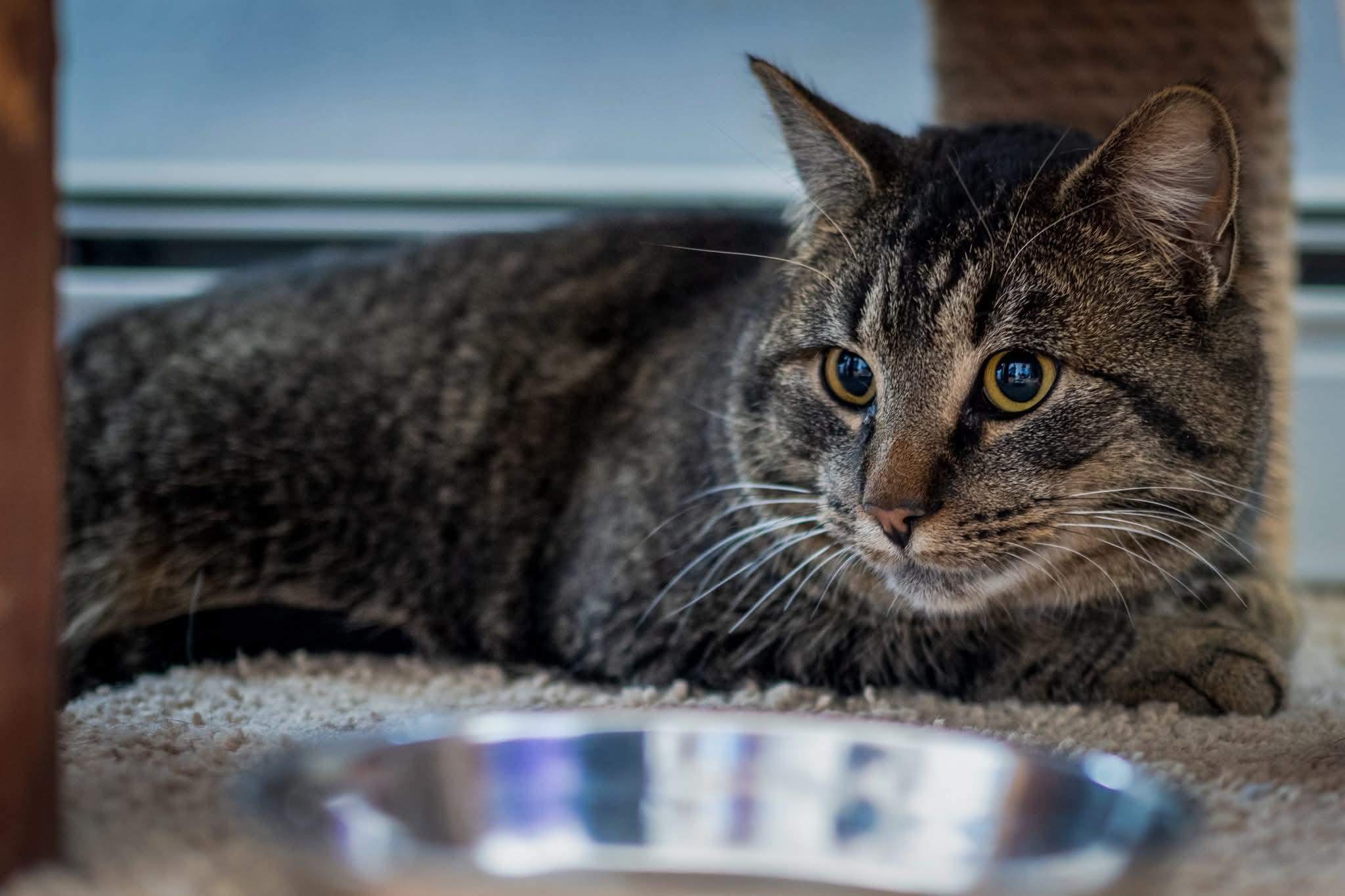 Grimley, Adoptable, Adult Male Domestic Short Hair.