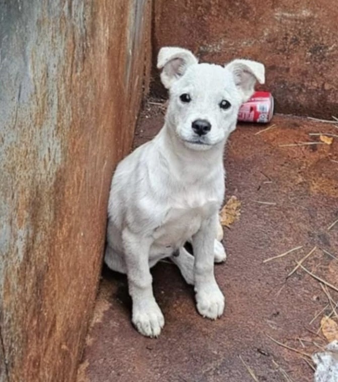 Isiah, Adopted, Puppy Male Pit Bull Terrier.
