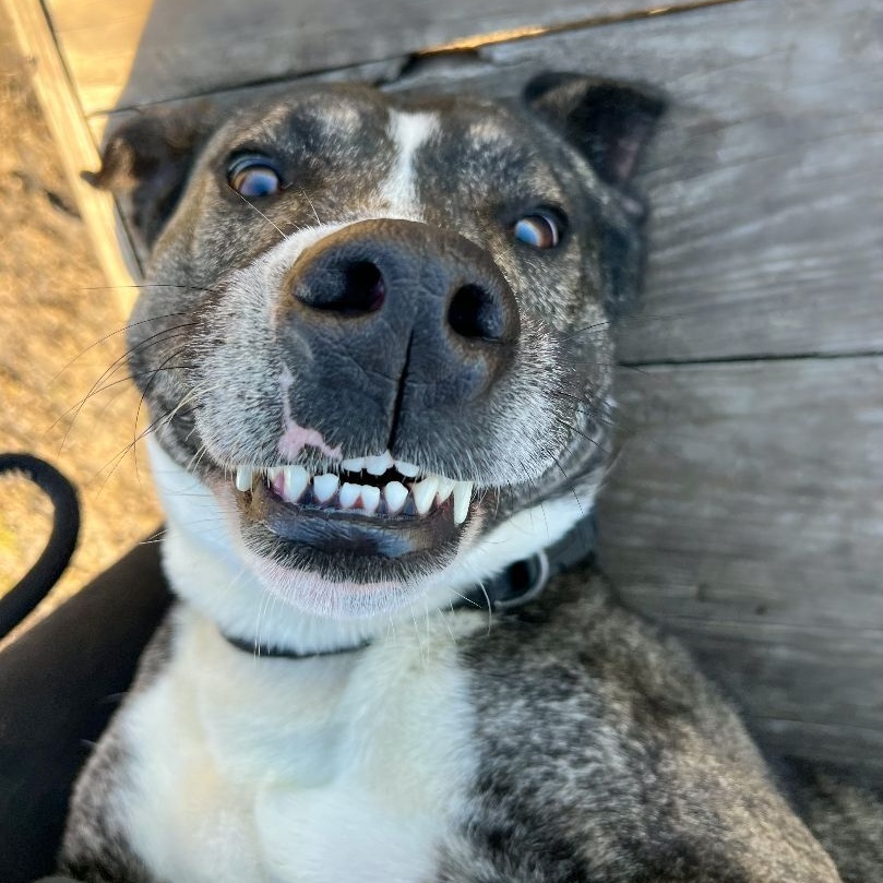 Lucky, a Adoptable American Staffordshire Terrier in Leon, KS image 4/9