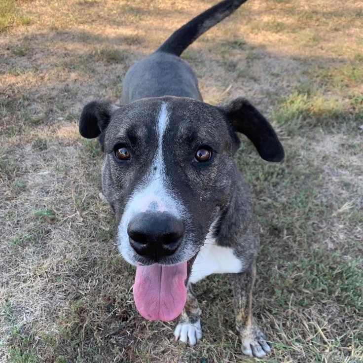 Lucky, a Adoptable American Staffordshire Terrier in Leon, KS image 6/9