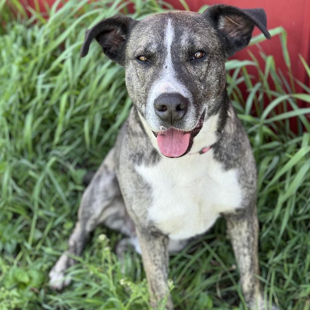 Enlarge Lucky, a Adoptable American Staffordshire Terrier in Leon, KS image 9/9