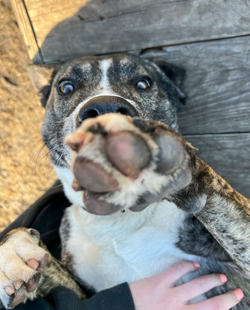 Enlarge Lucky, a Adoptable American Staffordshire Terrier in Leon, KS image 7/9