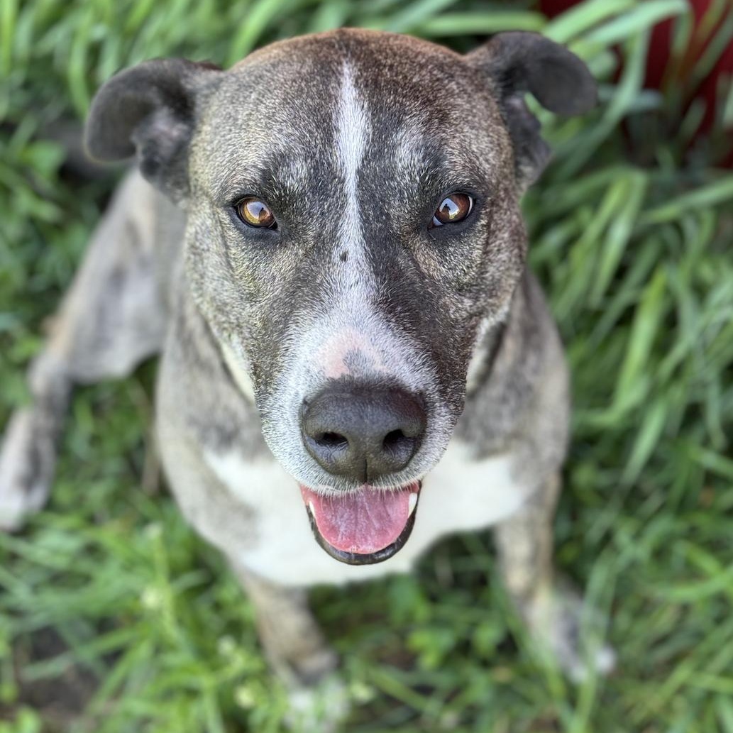 Lucky, a Adoptable American Staffordshire Terrier in Leon, KS image 5/9