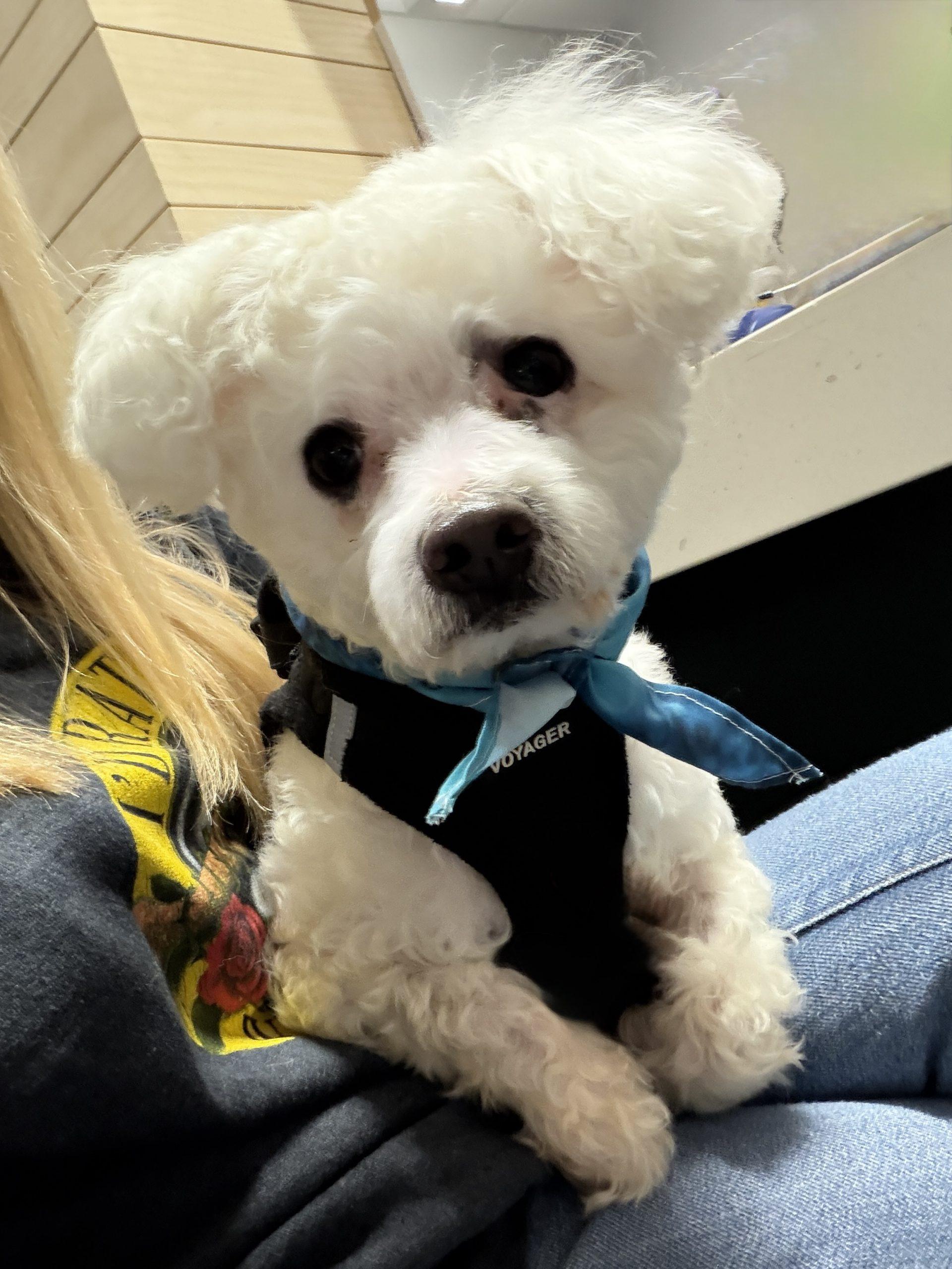 Enlarge Jay #534, a Adoptable mixed breed in Placentia, CA image 1/5